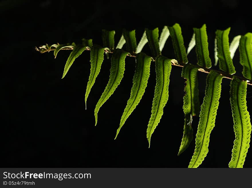 Fern branch in black background