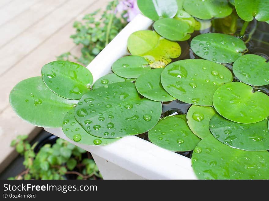 Lotus leaf in the water drop