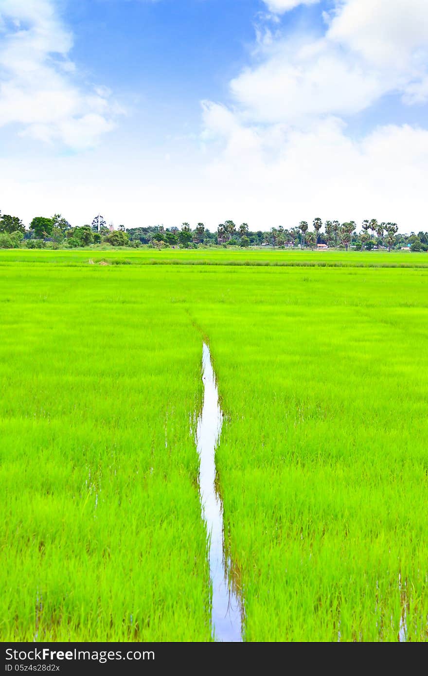 Rice field with the blue sky