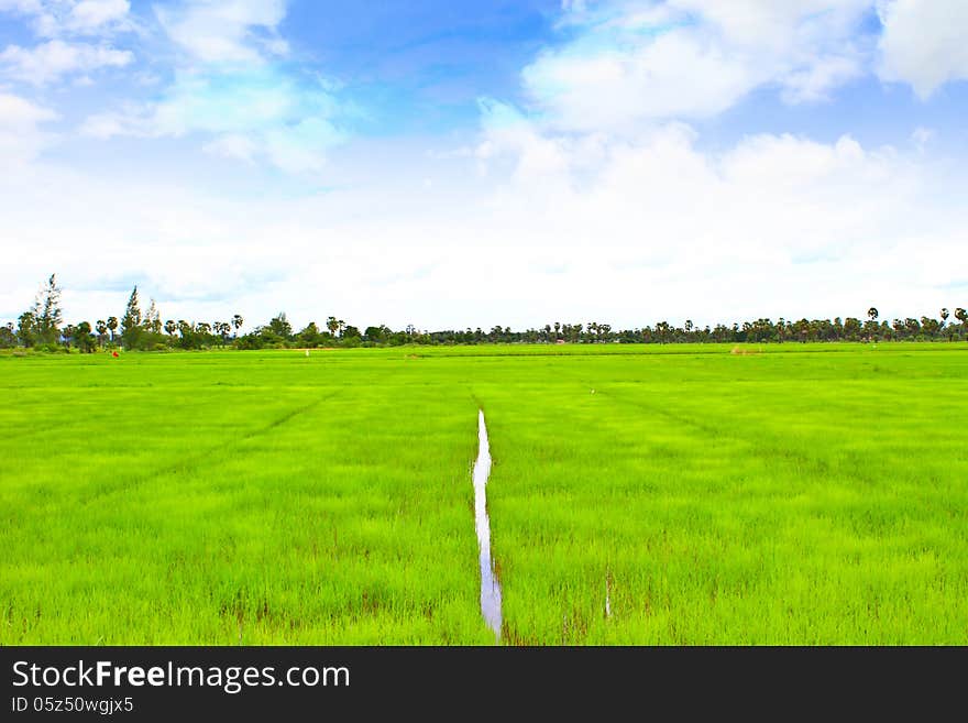 Rice field with the blue sky