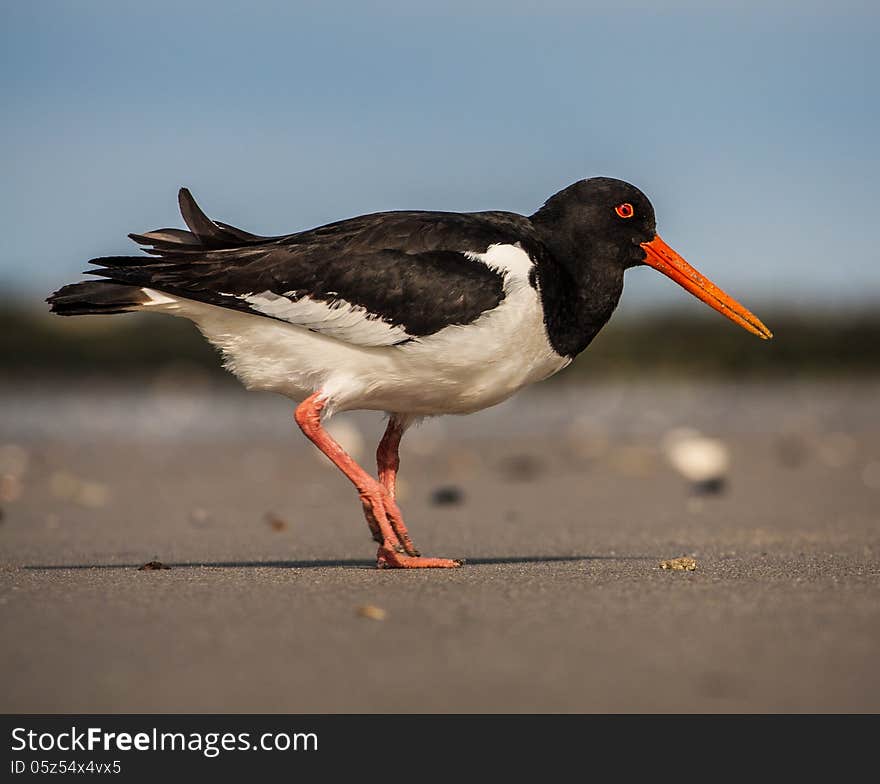 Oystercatcher on the beach looking for food