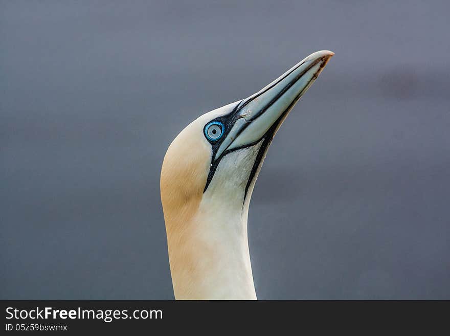 Northern Gannet at the nesting colony on a reef