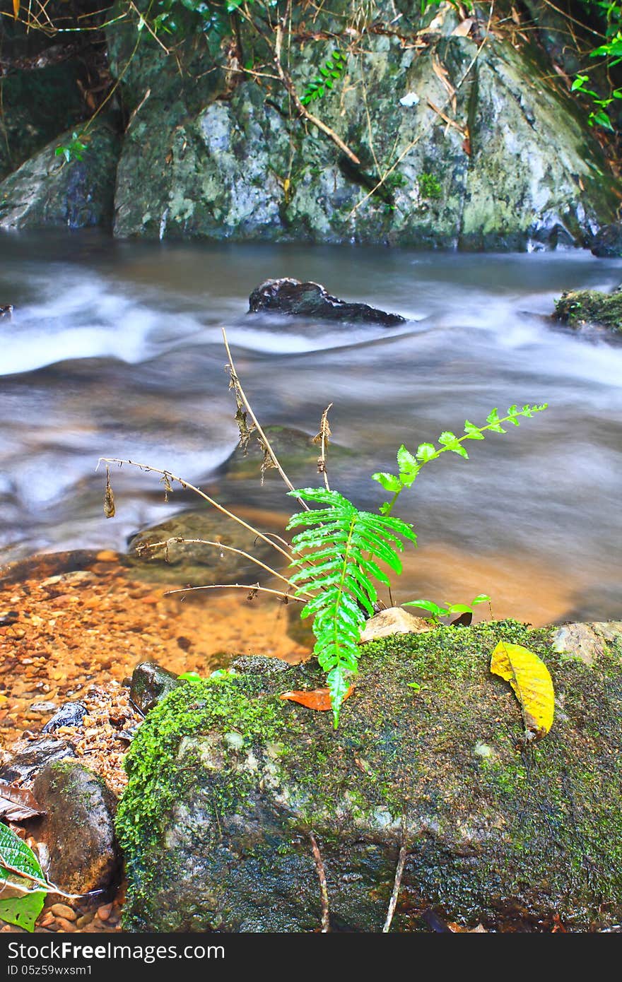 Tree and moss on stone in stream. Fresh spring air in the evening after rainy day, deep green color of fern and moss