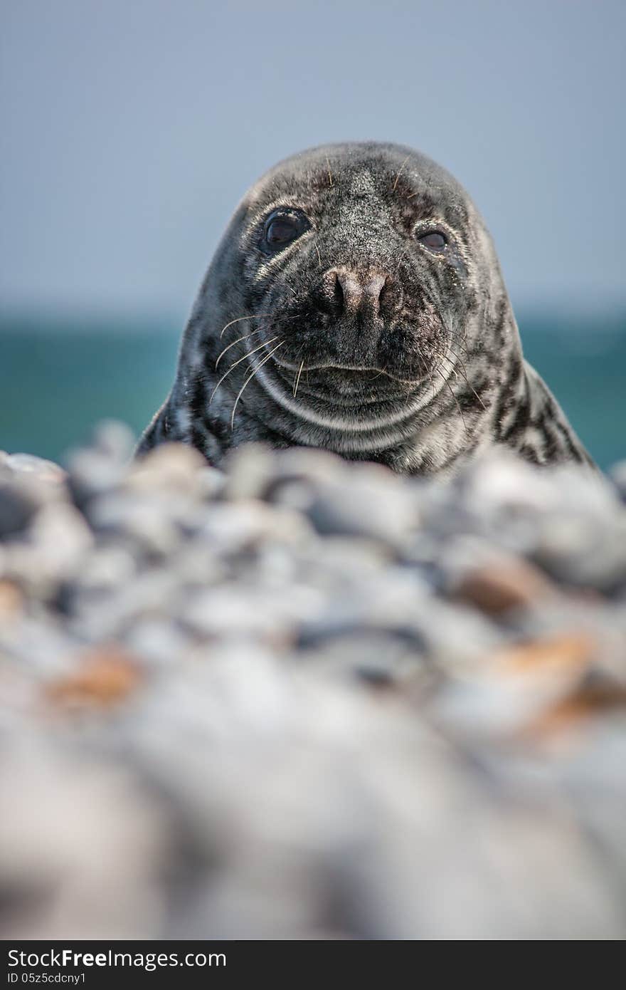 Seal