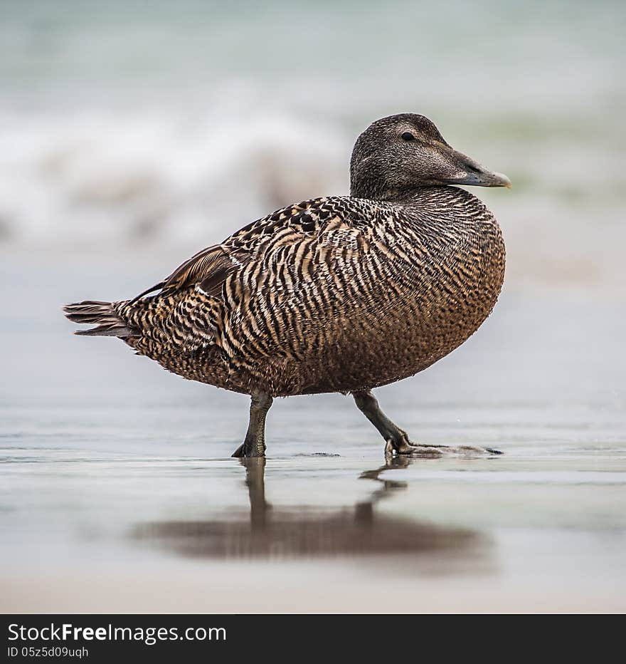 Goose on the shore of the beach