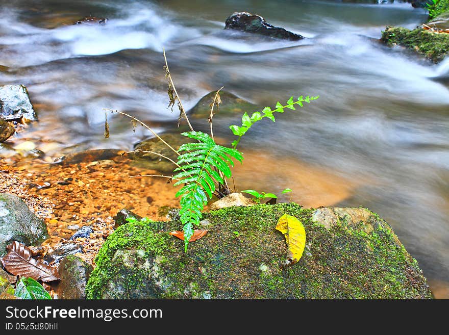 Tree and moss on stone in stream. Fresh spring air in the evening after rainy day, deep green color of fern and moss