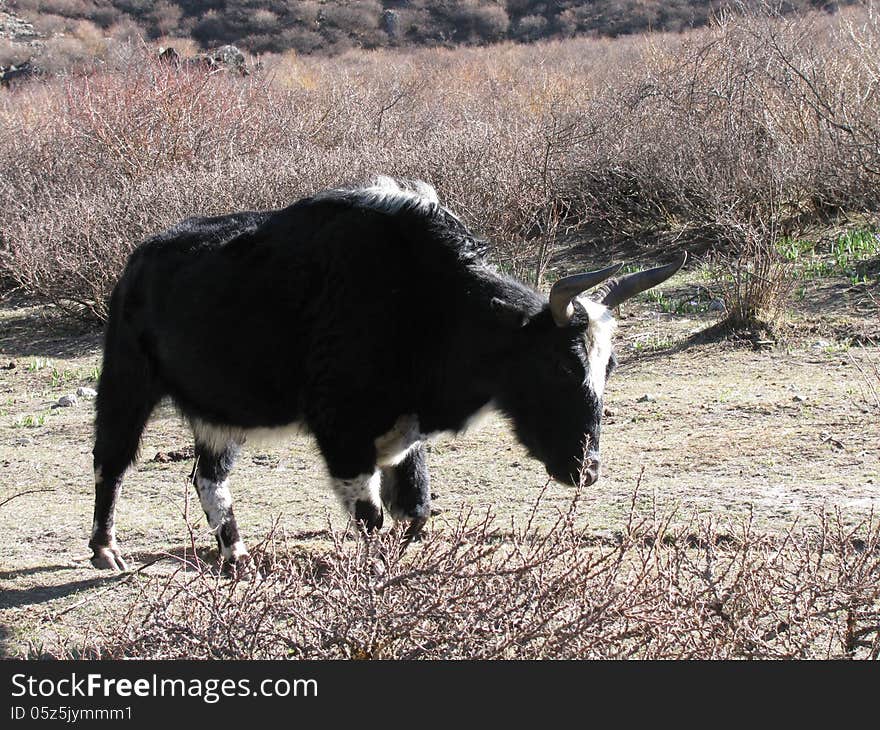 Yak in Nepal