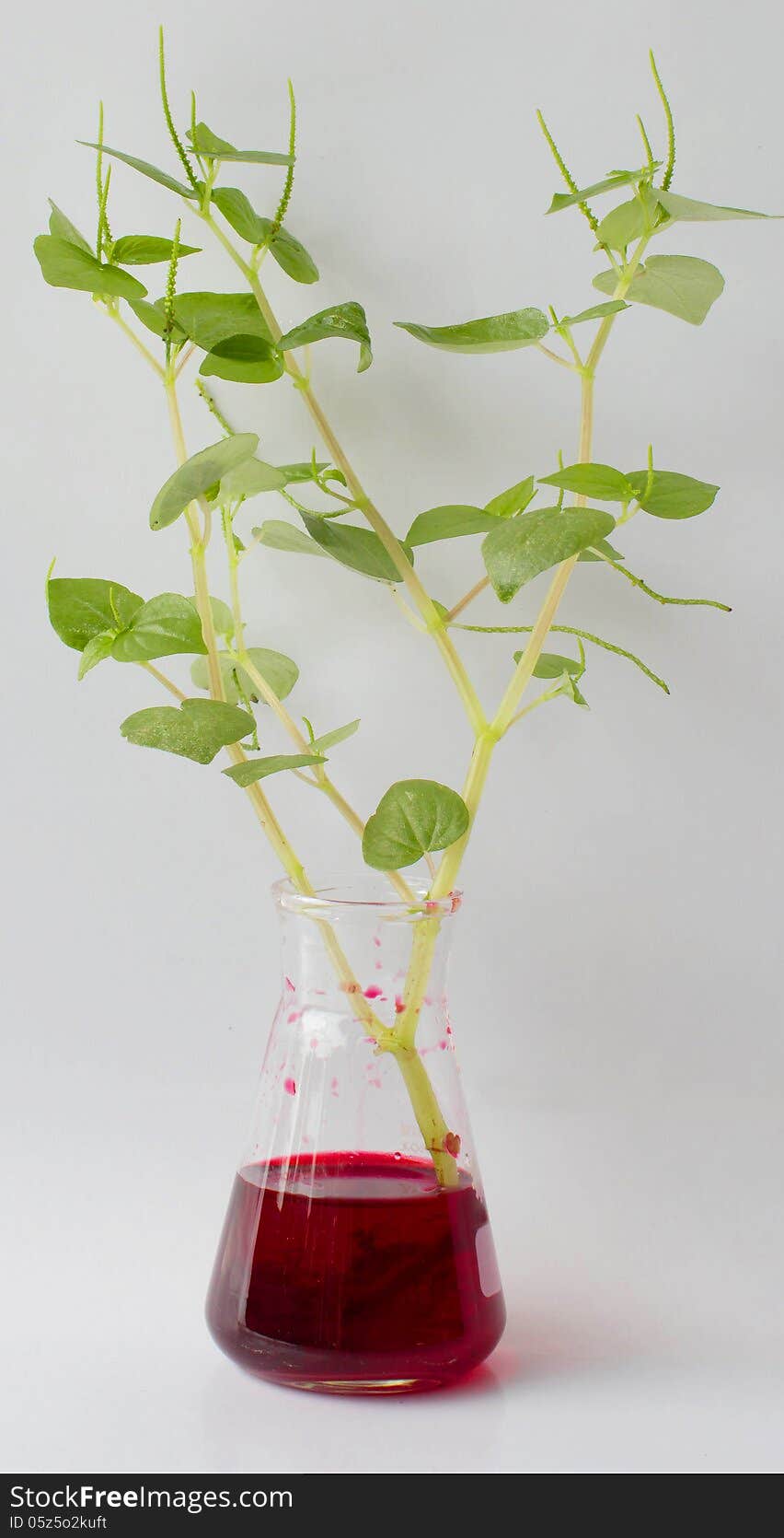 Experiments transports water in plants