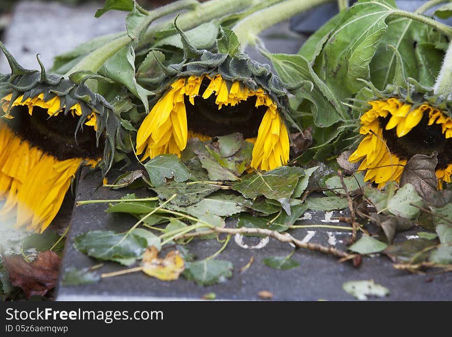 Sad Sunflowers