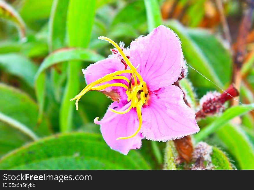 Wild Flowers In Forest