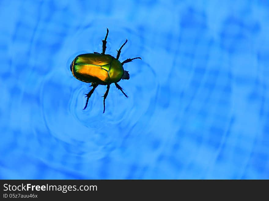 Picture with cockchafer floating in swimming pool