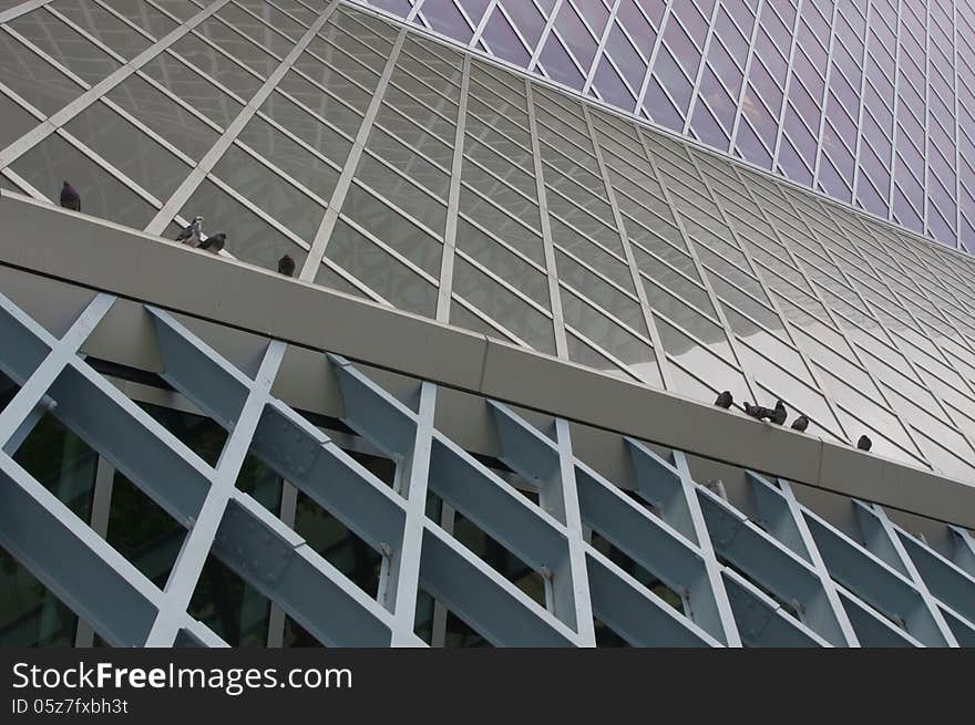 Pigeons in a Seattle public library. Pigeons in a Seattle public library