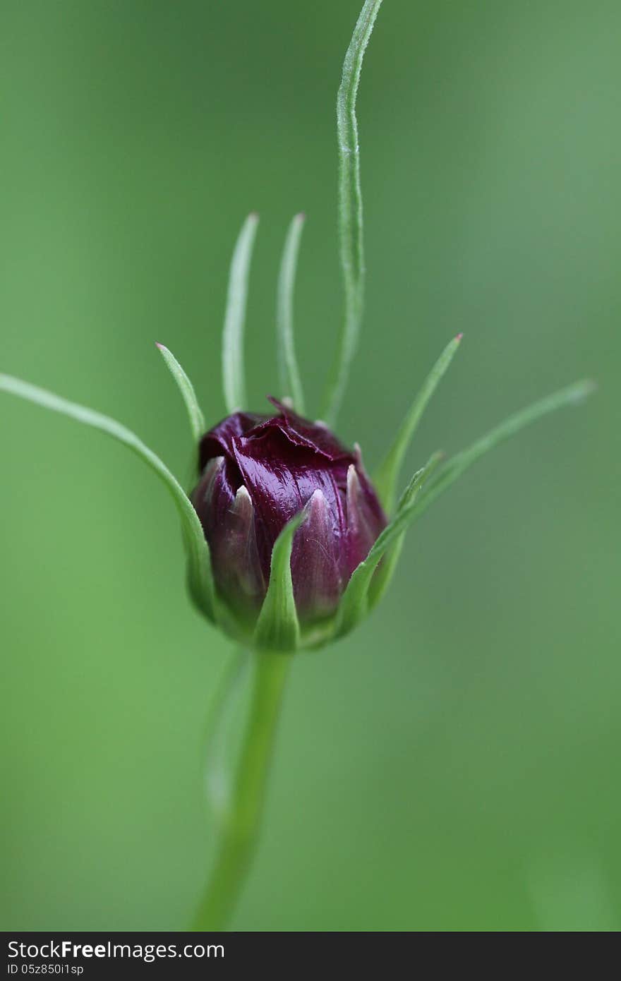 This budding black cosmos portrayed a delicate presence I could not ignore. This budding black cosmos portrayed a delicate presence I could not ignore.