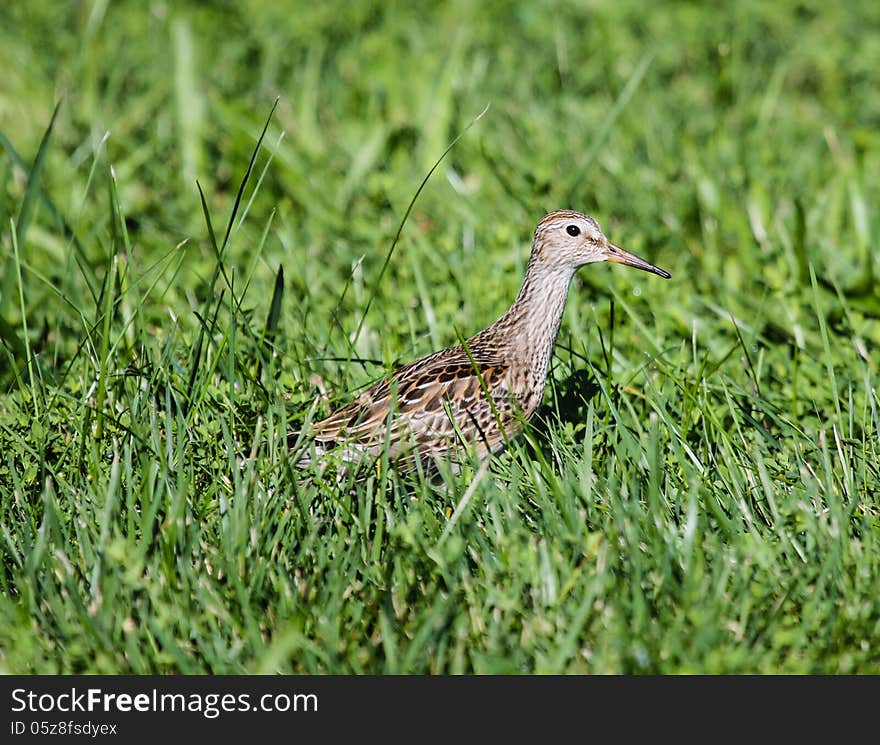 Pectoral Sandpiper Calidris melanotos