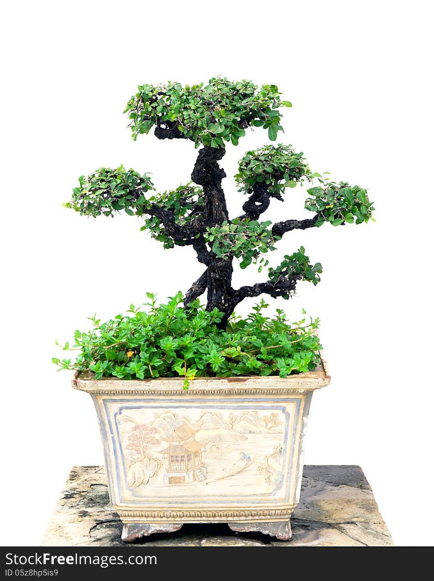 Bonsai tree with a white background