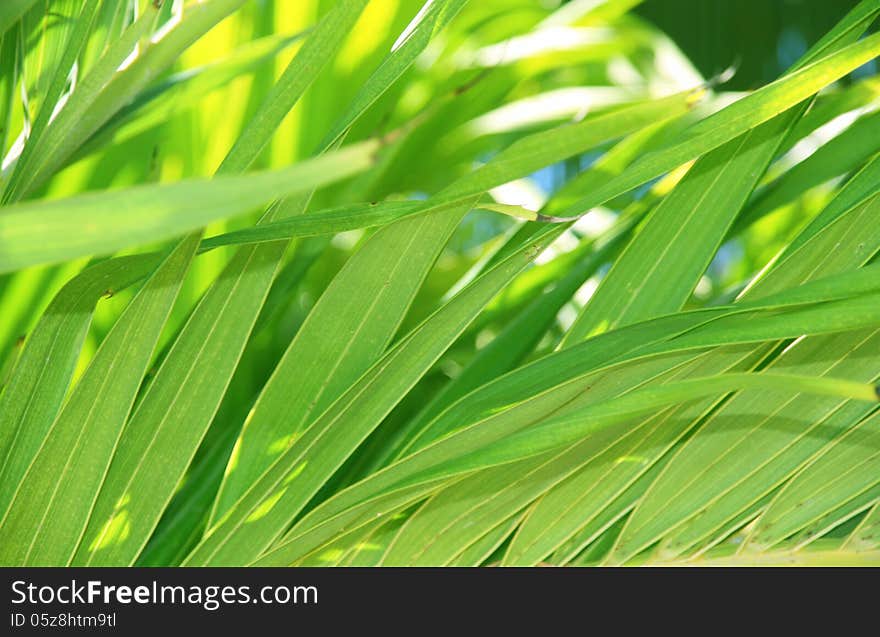 Tropical leaves background