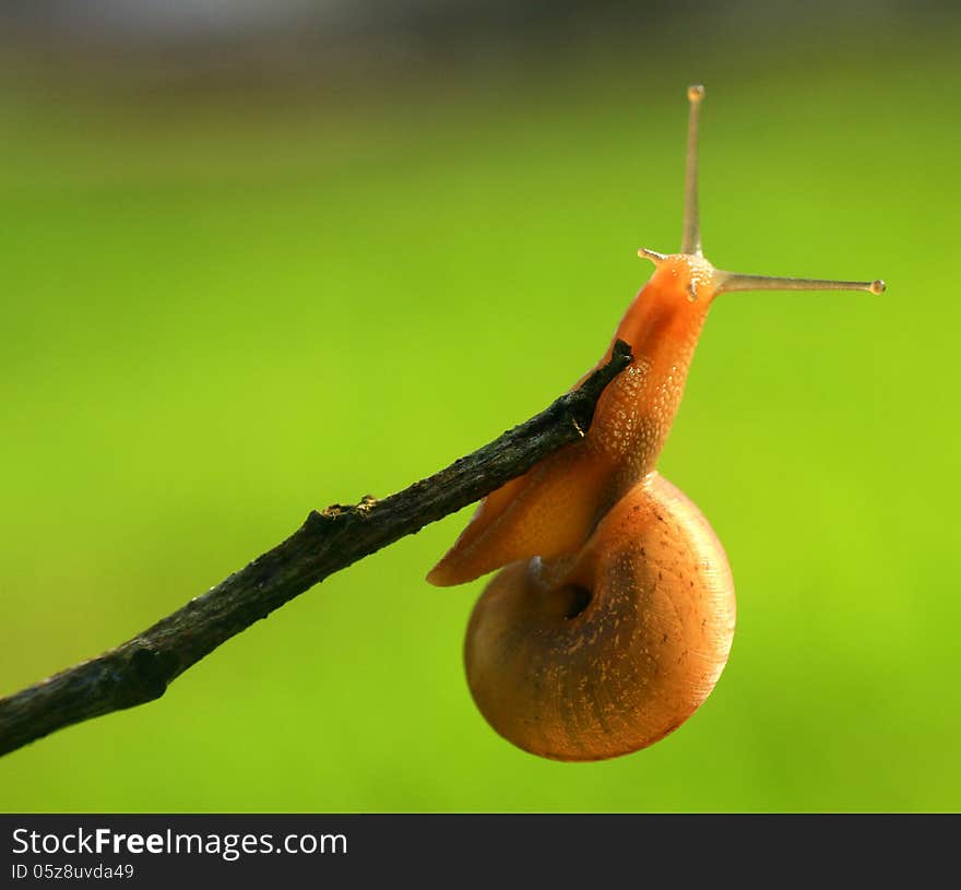 Snail at the end of twigs