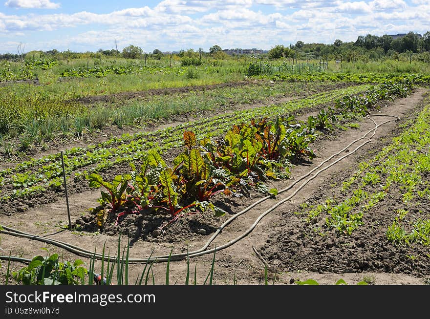 Field of vegetables on organic farm