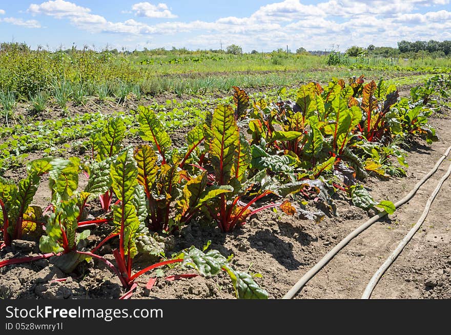 Field of vegetables on organic farm