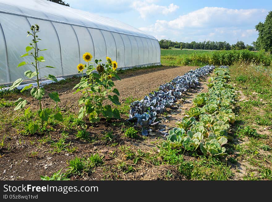 Greenhouse on organic farm with sunflowers