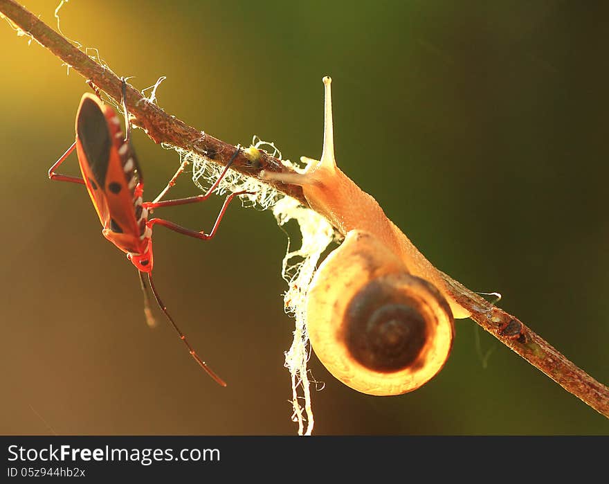 Snail and insect