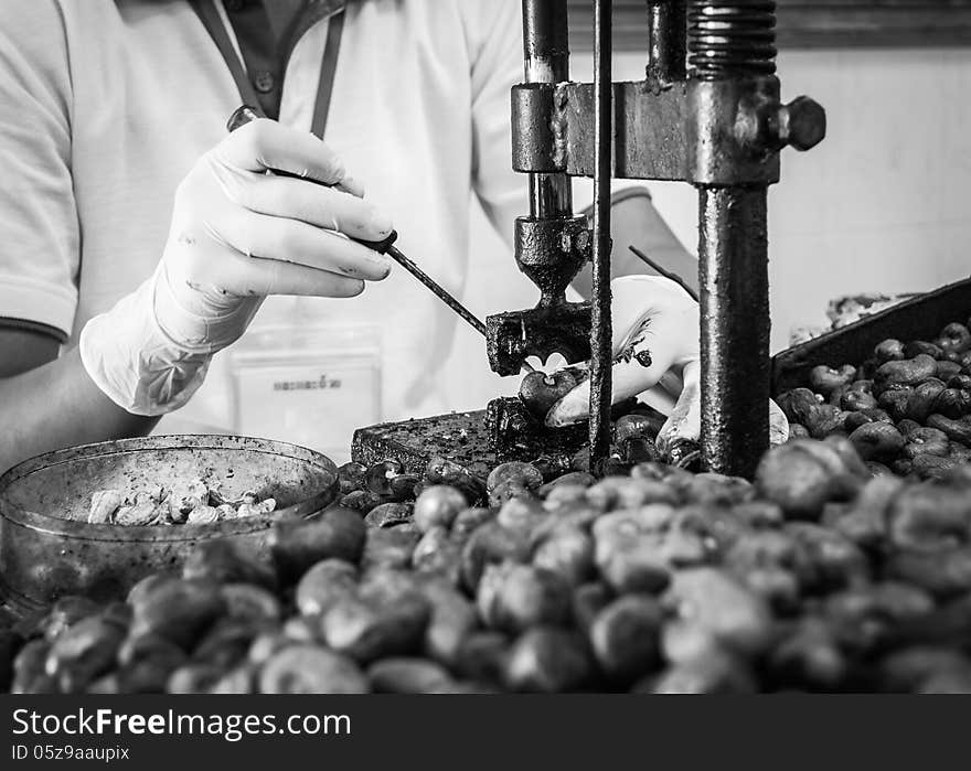 Cashew nut cracking with metal hand presser