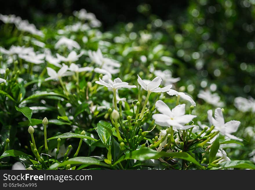 Gerdenia Crape Jasmine, white flowers are expand under sunlight