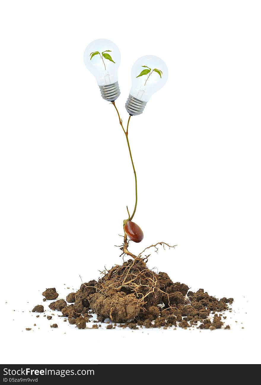 Light bulb on the tree and root