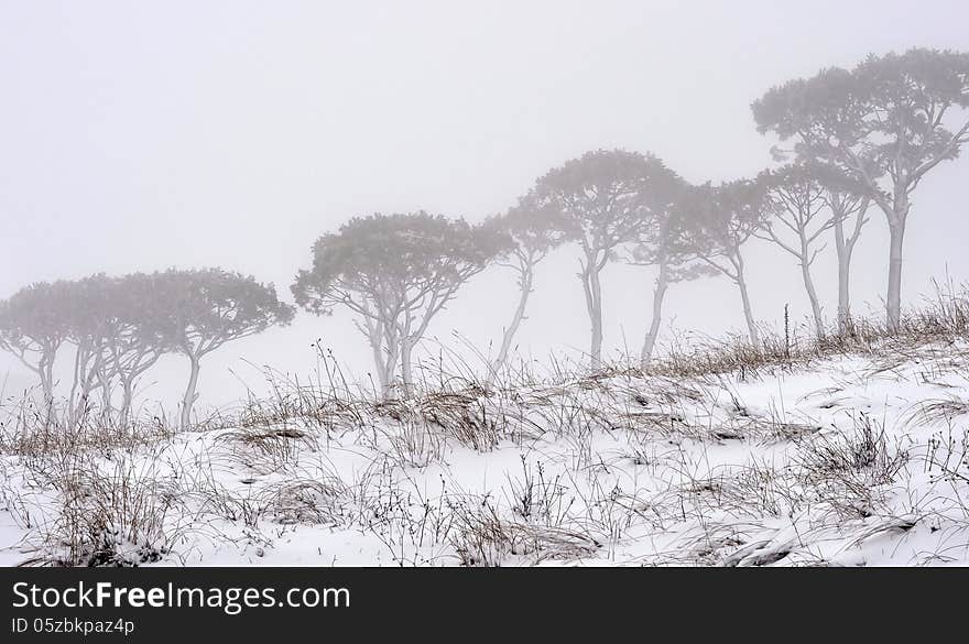 Pine trees within a snowy landscape. Pine trees within a snowy landscape