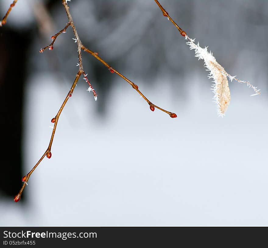 Frost On A Branch