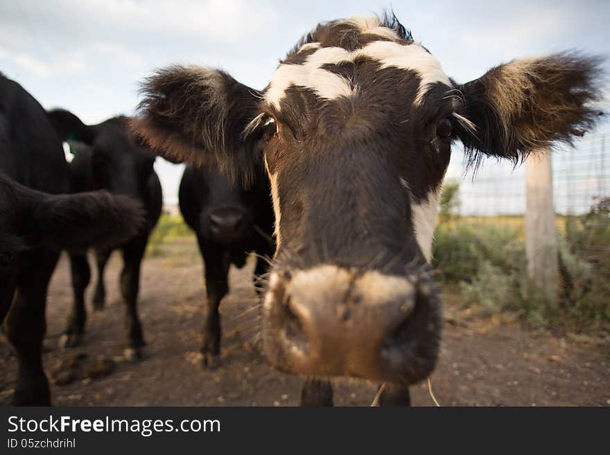 Black And White Cow Closeup