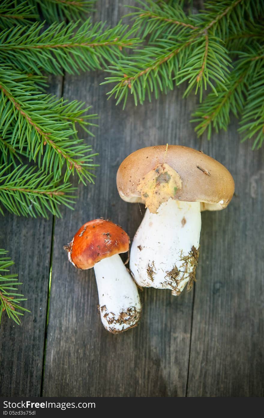 Spruce branches and wild mushrooms on a wooden table