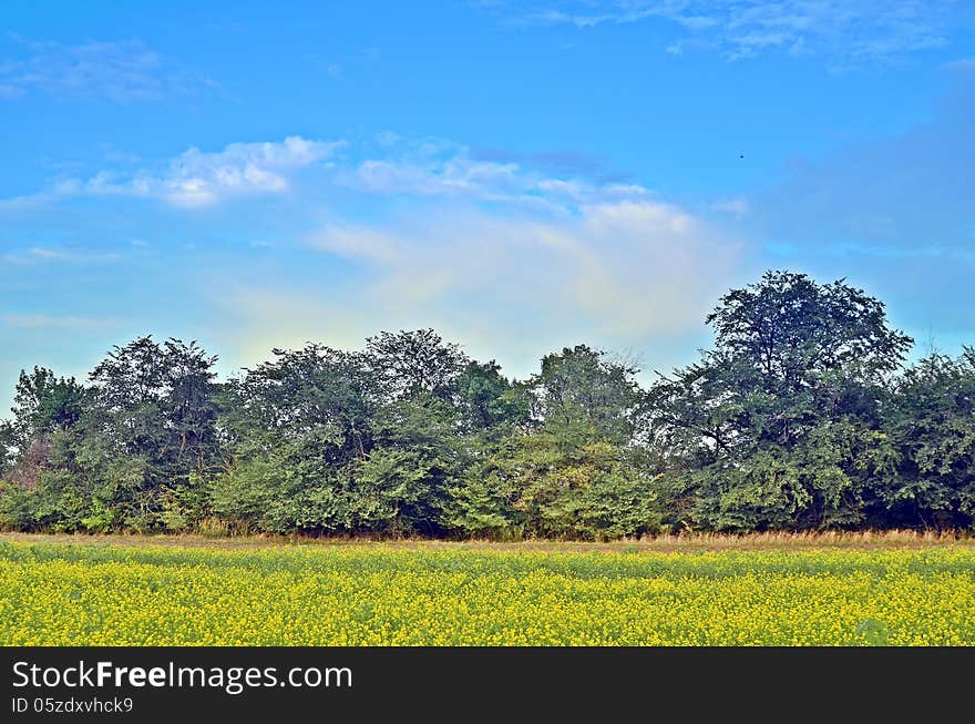 Beautiful field landscape forest sky. Beautiful field landscape forest sky