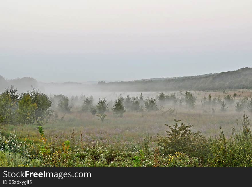 At dawn mist spreads out among the trees. At dawn mist spreads out among the trees