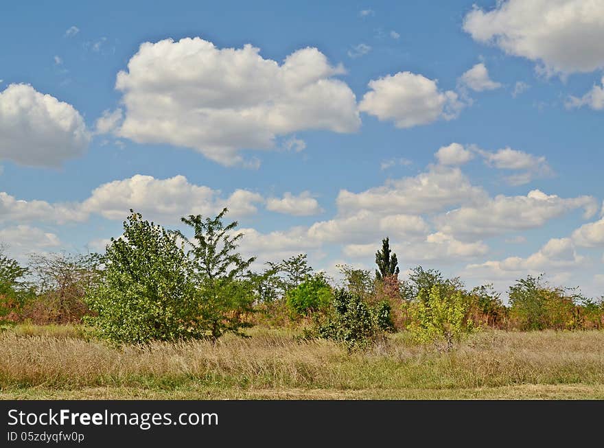 Field Forest Sky