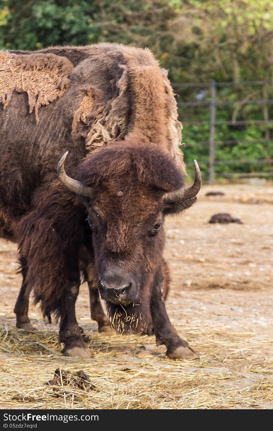 Portrait of bison in aggressive pose.