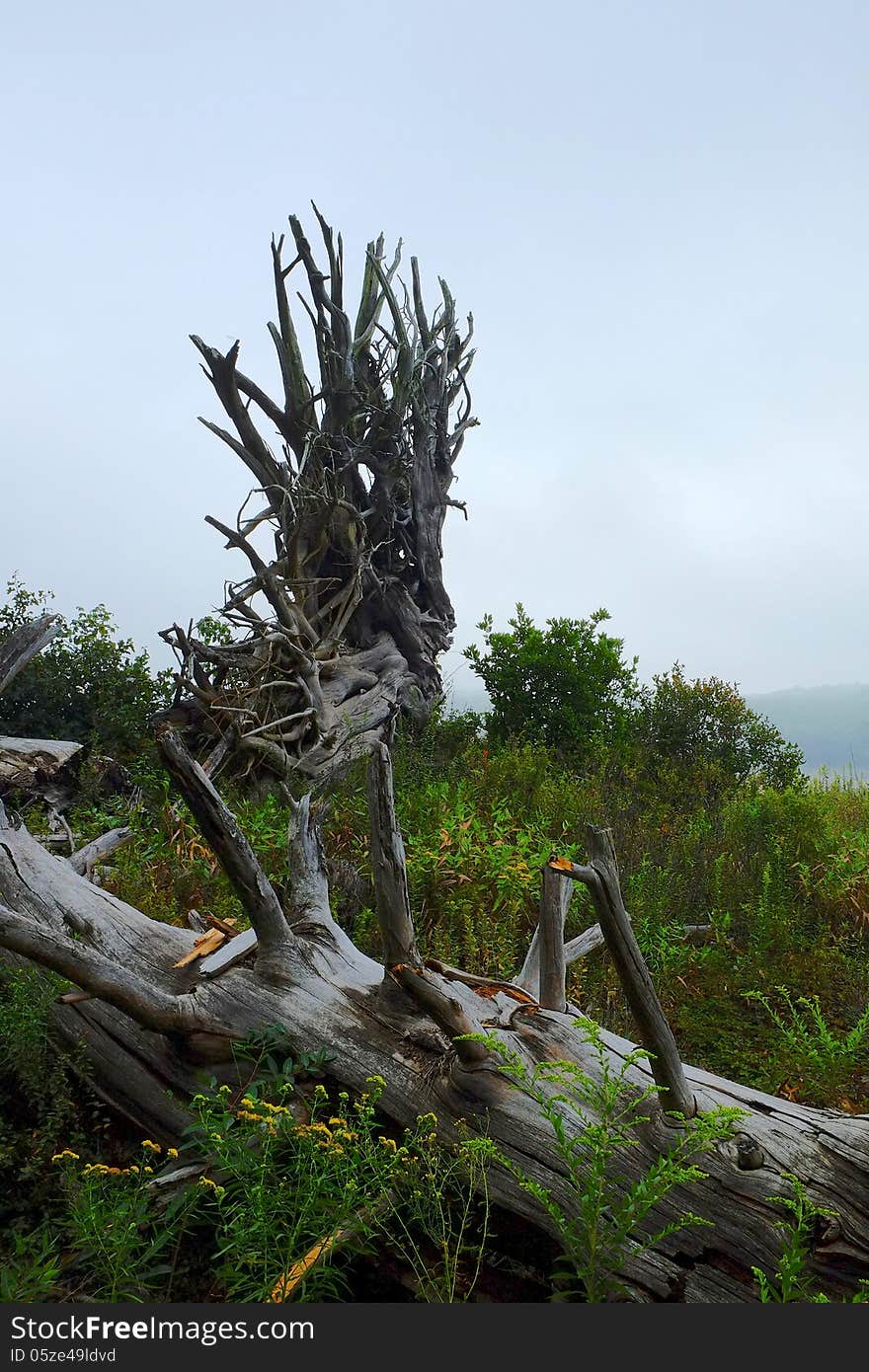 Dramatic nature shot of tree roots reaching skyward. Mood and contrast are enhanced by the foggy background. Close up, vertical. Dramatic nature shot of tree roots reaching skyward. Mood and contrast are enhanced by the foggy background. Close up, vertical.