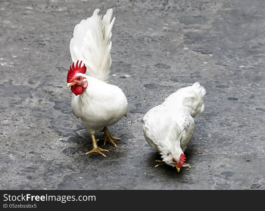 Two white Cocks on the street