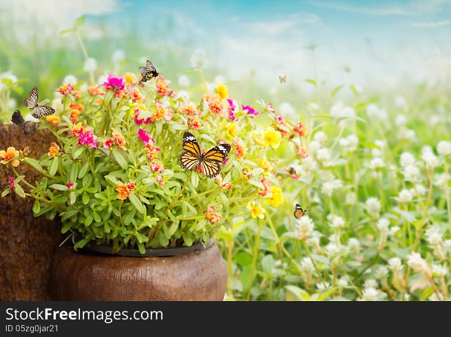 Common Purslane Flower Background For Spring And Summer