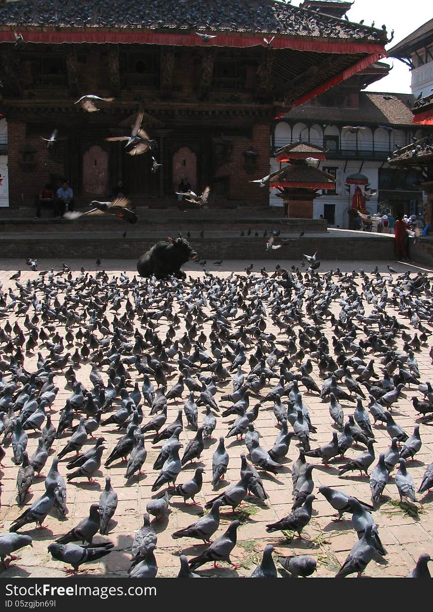 Pigeons on the central square