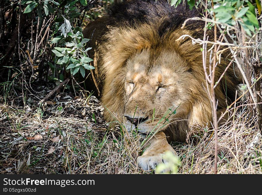 Lion resting