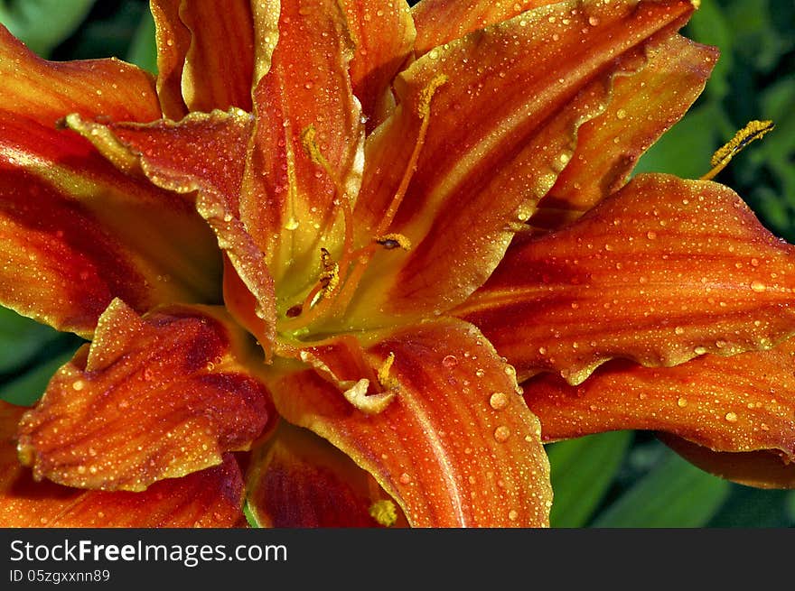 Beautiful orange lily center close up