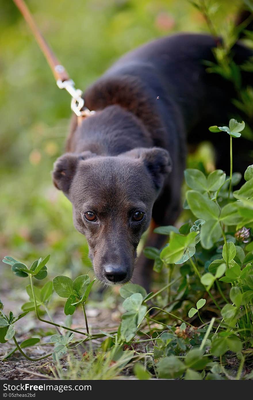 The black doggie. Small black doggie. Not purebred dog. Doggie on walk. The not purebred mongrel.