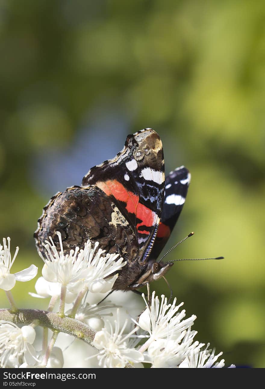 Admiral butterfly (Vanessa Atalanta) - one of the most beautiful butterflies in Central Europe, which occurs also in North America, and South Asia. Admiral butterfly (Vanessa Atalanta) - one of the most beautiful butterflies in Central Europe, which occurs also in North America, and South Asia