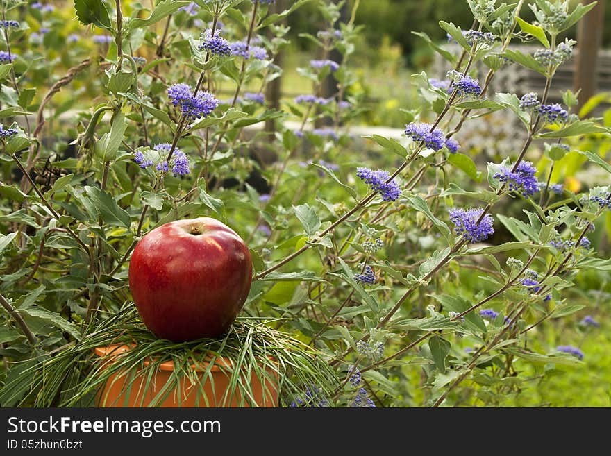 Apple under flowers