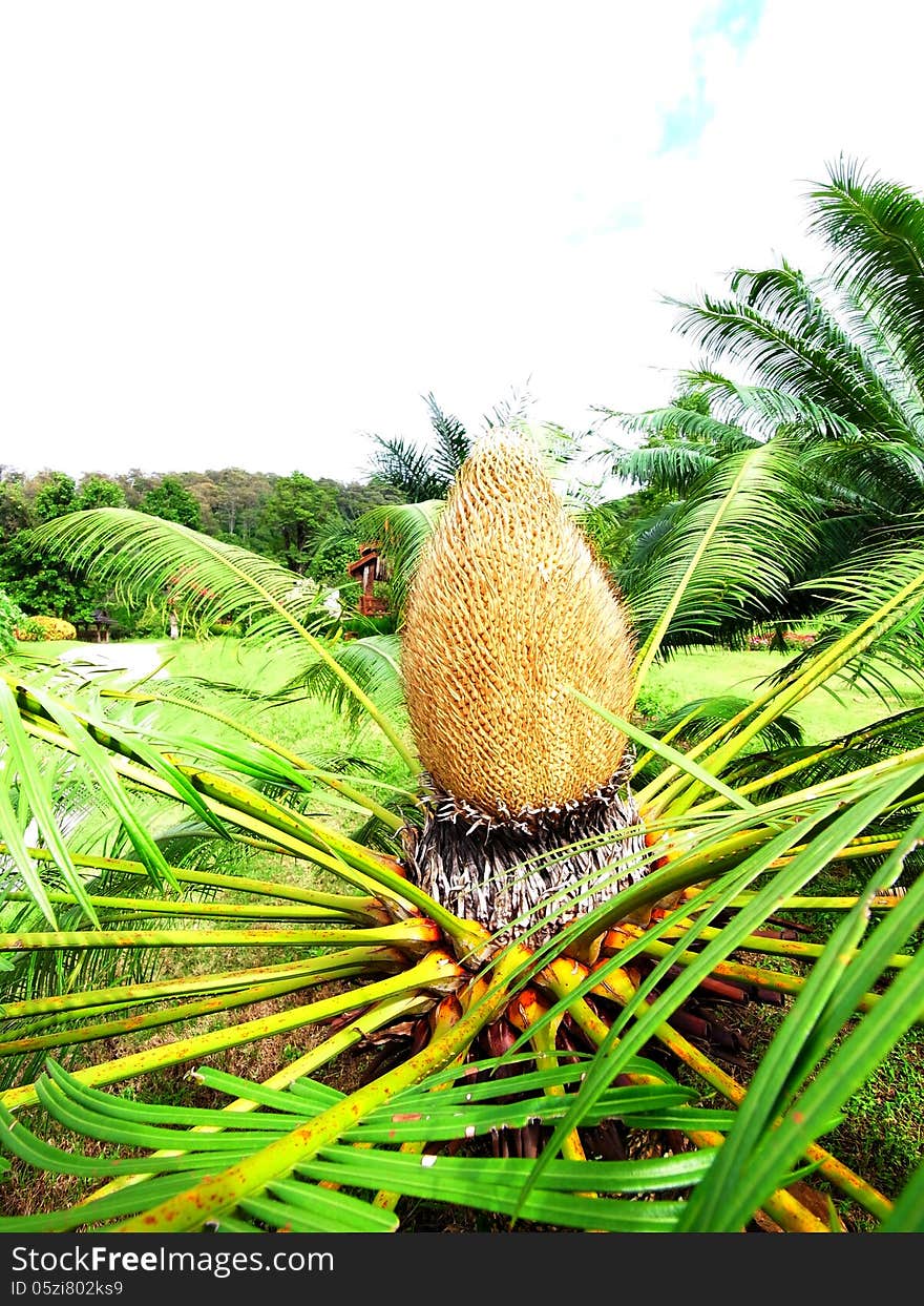 Cycads planted widely as an ornamental plant. Cycads planted widely as an ornamental plant.