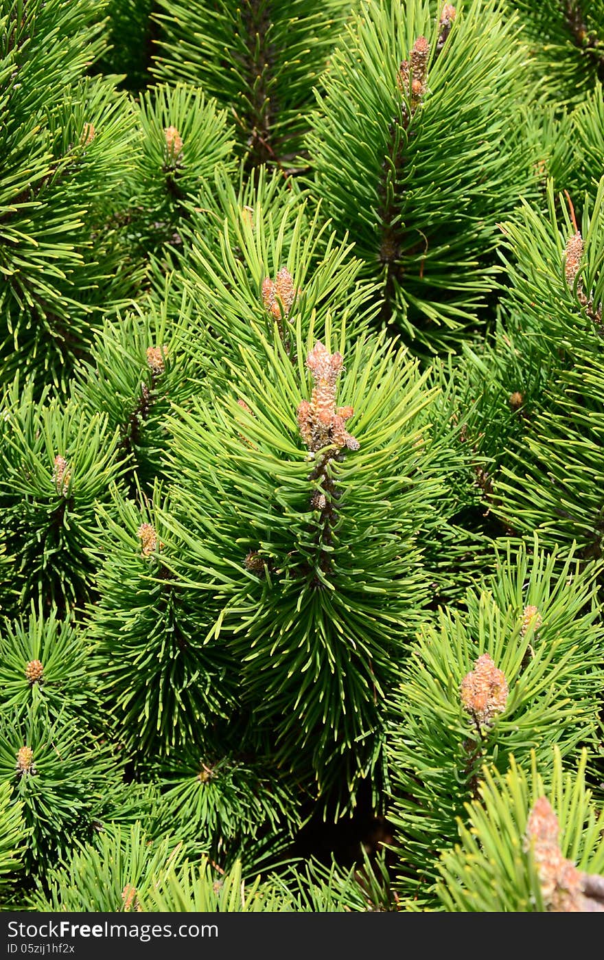 Close up of the branches of the pine tree. Close up of the branches of the pine tree