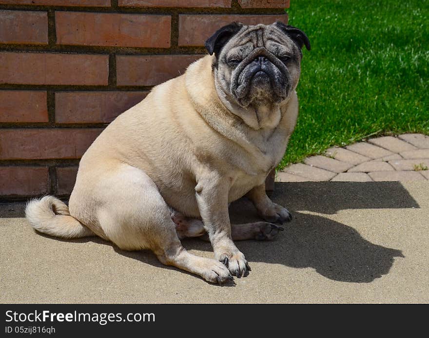 Conrad the Pug sitting on the patio. Conrad the Pug sitting on the patio