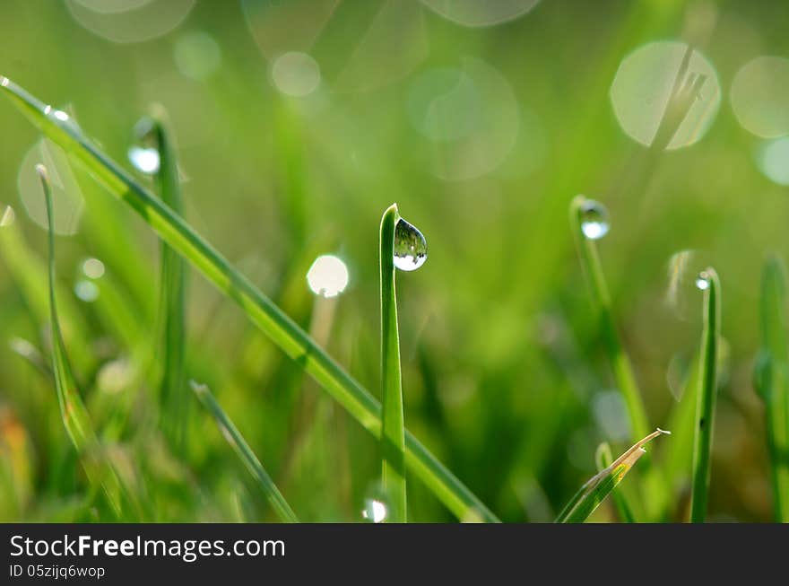 Dew drops on grass blades