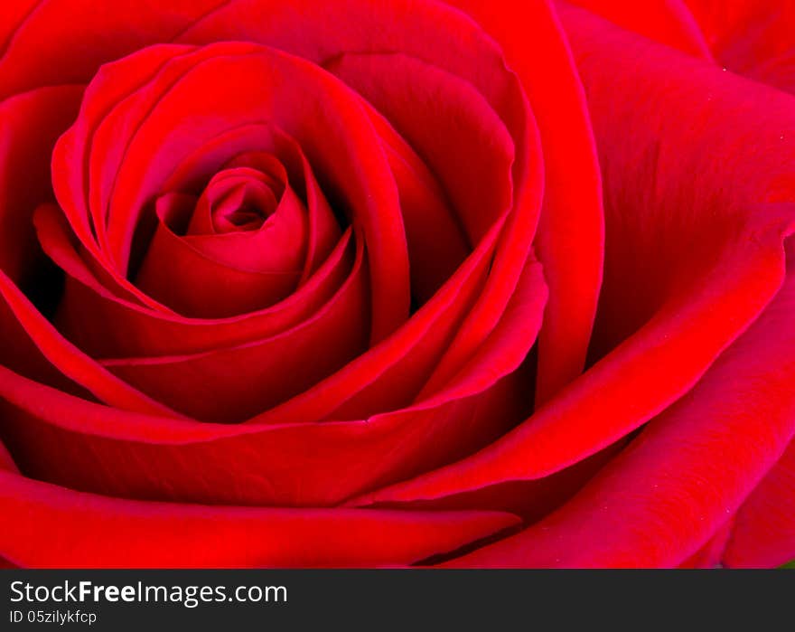 Close up of a rose and its petals